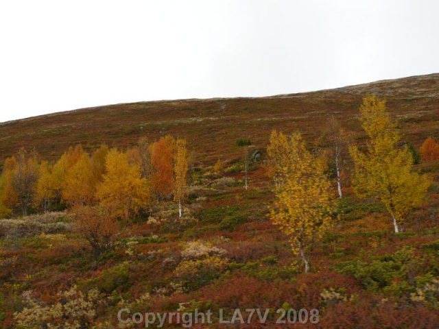 Tronfjellet